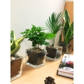 Plants in 8cm Glass Cube Pot
